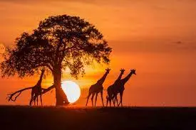 Botswana Visa