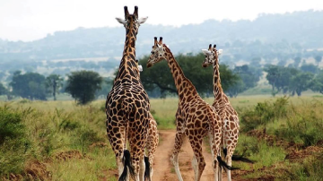 Bandingilo National Park Image