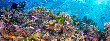 Great Barrier Reef Image