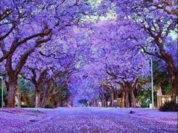 Harare Image