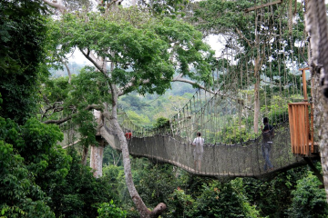 Kakum National Park Image