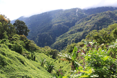 Kokoda Track Image