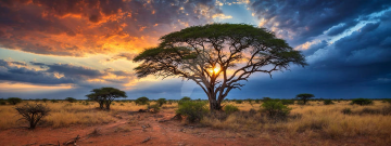Kruger National Park Image