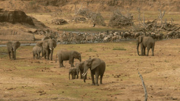 Nimule National Park Image