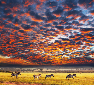 Serengeti National Park Image
