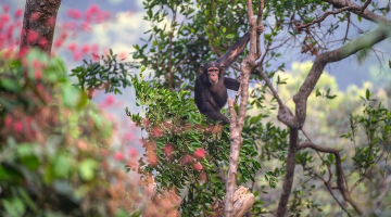 Tacugama Chimpanzee Sanctuary Image